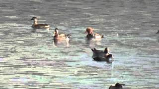 Eurasian wigeon and Red crested pochard in one frame HD Video [upl. by Durrett]