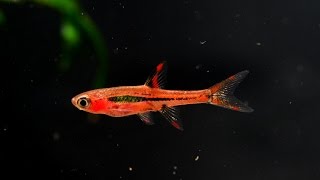 The Chili Rasbora Boraras brigittae Species Spotlight [upl. by Imoan264]