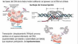 Tema 55 El flujo de información genética S2 Transcripción Procariota umh1163 [upl. by Idnyl304]