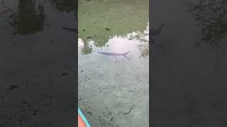 Resident of Florida springsfreshwater gar subscribe for florida springs paddleboarding nature [upl. by Macmullin408]