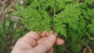 Identifying Apiaceae Anthriscus sylvestris  cow parsley [upl. by Aimar]