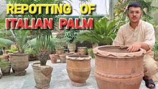 REPOTTING OF ITALIAN PALM  Best Way Of Repot The Plant [upl. by Leotie803]