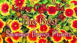 How to Grow GAILLARDIA at Home and Garden in a easy Way [upl. by Gaither]