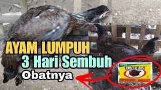 CARA MENGOBATI AYAM LUMPUH  OBAT AYAM LUMPUH [upl. by Eigriv]