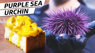 Harvesting Purple Sea Urchin Uni on the Oregon Coast – Deep Dive [upl. by Pardner]