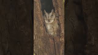 Indian Scops Owl  Gir National Park  December 2023 [upl. by Laved]