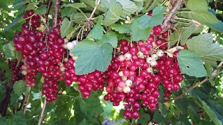 How to harvest red currants  grow red currants  allotment growing  shokher bagan [upl. by Libyc]