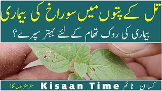 How to Control Treatment of Sesame diseases control of Sesame تلی کی بیماریاں kisaan Time کسان ٹائم [upl. by Hutt353]