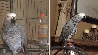 Annoyed Parrot Tells Dog Off For Barking Too Much [upl. by Notgnihsaw]