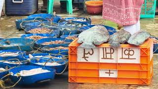 Mumbai Versova Fish 🐠 🐟 Big Market [upl. by Jocelin]