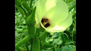 Okra Fertilizing amp Mulching [upl. by Kan543]