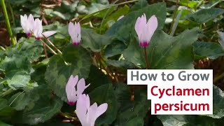 Cyclamen persicum Growing Guide Florists Cyclamen by GardenersHQ [upl. by Goldsworthy]