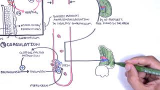 Thrombocytopaenia low platelets Overview  platelet physiology classification pathophysiology [upl. by Ring]