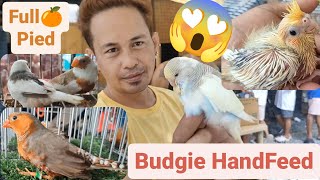 Vlog464 Hand Feed Budgie Pied Ni Boss Jethro 😊🦜😊 [upl. by Emmey]