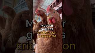 🚫No se deben mezclar GALLINAS PONEDORAS con gallinas criollas [upl. by Mychael]