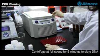 PCR Cloning [upl. by Mcmaster]