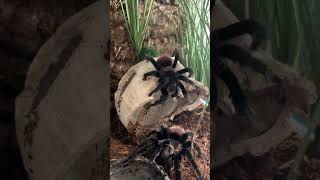 Brachypelma vagans спаривание [upl. by Azalea321]