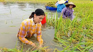 Floods rising Joining hands with everyone to save rice after super typhoon Yagi Ly Thi Duyen [upl. by Ahsienroc]