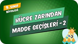 Hücre Zarından Madde Geçişleri  2  9Sınıf Biyoloji 2024 [upl. by Range]