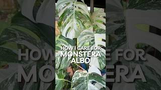 How I care for my Monstera Albos plants houseplants [upl. by Bohi]