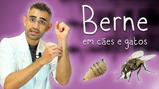 Dermatobiose berne em cães e gatos  Dica Veterinária 98 [upl. by Merari]