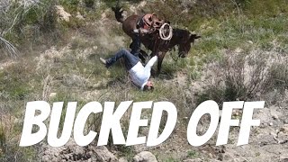 DID HE GET STOMPED  Mule Ranching Vlog 2 [upl. by Ahso685]