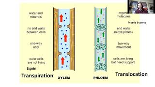 Xylem and Phloem  Transpiration and Translocation Edexcel GCSE Combined Science [upl. by Cassandry411]