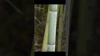 Phyllostachys elegans [upl. by Barvick430]