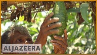 🇧🇩 Bangladesh Microgardening helps Rohingya refugees improve diet  Al Jazeera English [upl. by Meg]