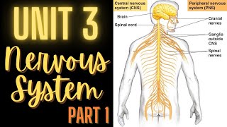 Biopsychology Nervous System Explained [upl. by Eiaj754]