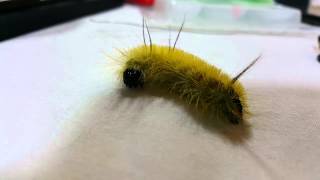 The American Dagger Moth Caterpillar  Acronicta americana [upl. by Ellimaj]