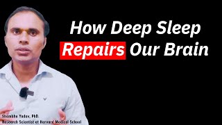 How Deep Sleep Repairs Our Brain [upl. by Ros]