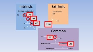 Fibrinolysis Thrombolysis and Anticoagulation [upl. by Valleau]