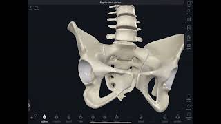 Clase 13 de anatomia bloque 3pelvimetria y periné [upl. by Elatsyrc]