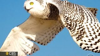 Why are snowy owls flying south [upl. by Esilahc]