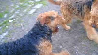 Airedale Terrier playing [upl. by Encrata31]