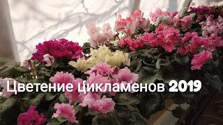 Цикламен Cyclamen Цветение цикламенов 2019г [upl. by Yelwar813]