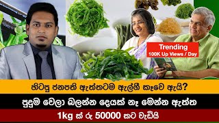 ඇල්ගී කෑවම ඇත්තටම මොකද වෙන්නෙ  Algea By Nutritionist Hiroshan Jayaranga [upl. by Notgnilliw426]