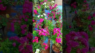 Rose Plant Just 30rs To 80 ruee  ரோஸ் செடிக்கு இனி பஞ்சம் இல்ல  Shorts [upl. by Lanae]