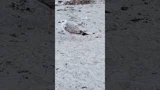 Seagulls are strolling along the seashore Yulik nature birds travel [upl. by Dwinnell]