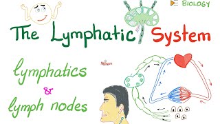 The Lymphatic System  Lymphatics and Lymph Nodes  Immunology  Biology [upl. by Starling142]