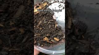 Isopod Terrarium  How To [upl. by Storz]