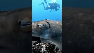 Cuttlefish scubadiving gopro scuba underwater travel bali scubadiving indonesia ocean [upl. by Nalahs]