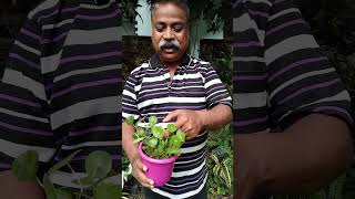 কপার কয়েন প্ল্যান্ট Hydrocotyle Vulgaris garden plants indoorplantlover [upl. by Aneerak]