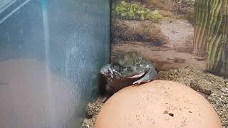 Colorado River Toad  Sonoran Desert Toad shedding and eating skin [upl. by Huntingdon548]