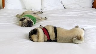 Spoiled Pugs Sleeping on a Hotel Bed [upl. by Aryad]