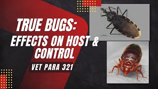 VET PARA 1  True Bugs Effects on Host amp Control Part 3  Chapter 73 Student Output [upl. by Lema]