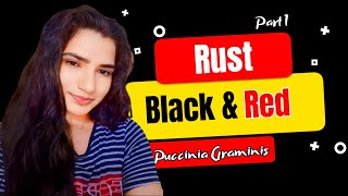 काला रतुआ और लाल रतुआ रोग  Black Rust amp Red Rust Disease  Puccinia graminis  Part 1 [upl. by Aubin757]