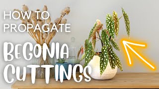 Different Ways to Propagate Begonias  Leaf and Stem Cuttings [upl. by Mosra]