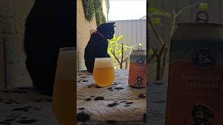 LIMESTONE COAST  HORNBLOWERS HAZY NEIPA 65 abv [upl. by Reina]